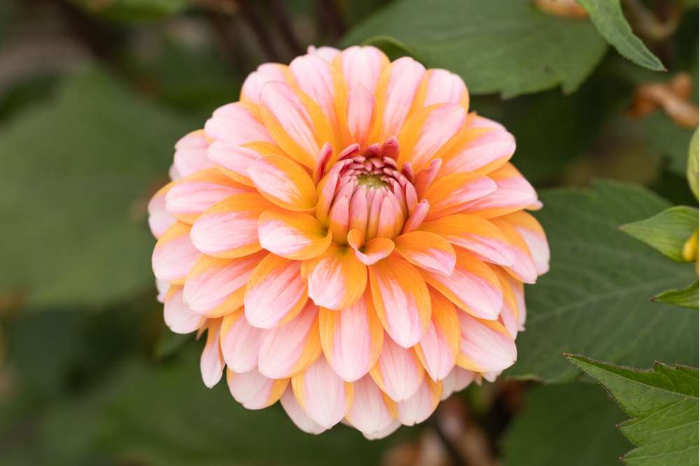 Dahlia 'Peaches & Vanilla'